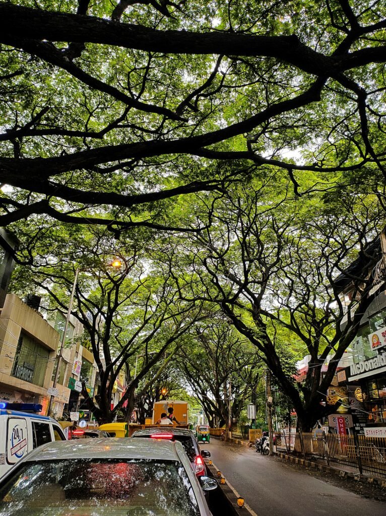 Tree-lined residential street – representative image